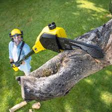 Best Tree Cabling and Bracing  in Greenwood Village, CO