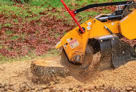 Trusted Greenwood Village, CO Tree Care Experts