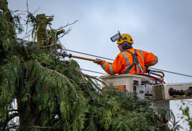 Best Tree Trimming and Pruning  in Greenwood Village, CO