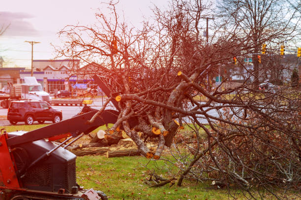  Greenwood Village, CO Tree Care Pros