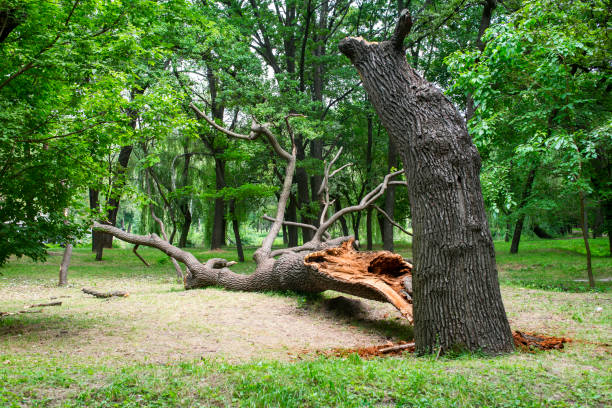 How Our Tree Care Process Works  in  Greenwood Village, CO