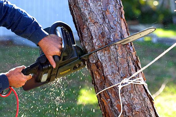 Best Lawn Maintenance Plans  in Greenwood Village, CO