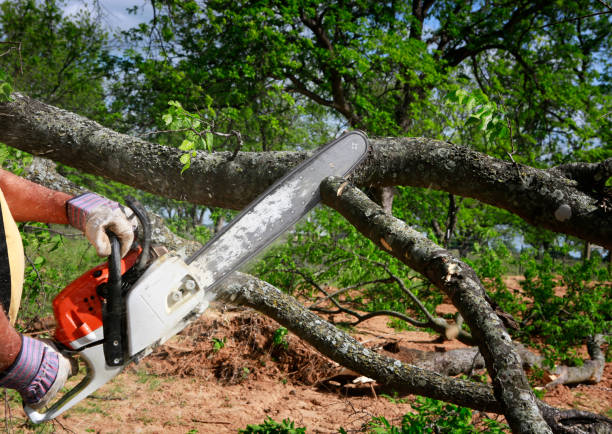 Best Tree Preservation Services  in Greenwood Village, CO